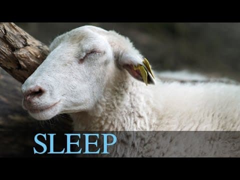 9 Hours Sleep Music