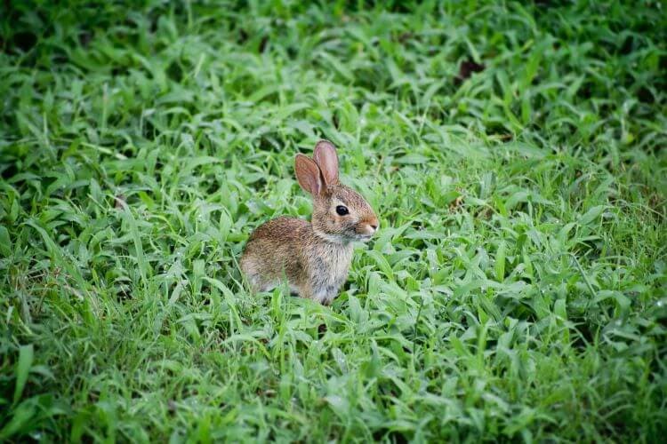 Rabbit sitting in a grass