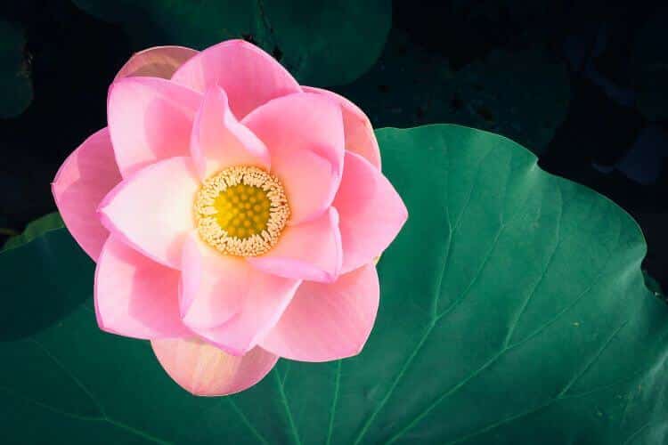 cultivating equanimity