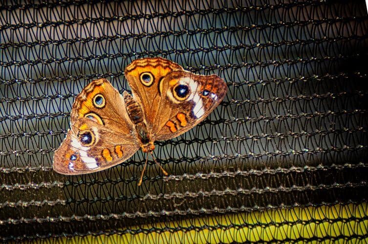 Meditation on Life and Death