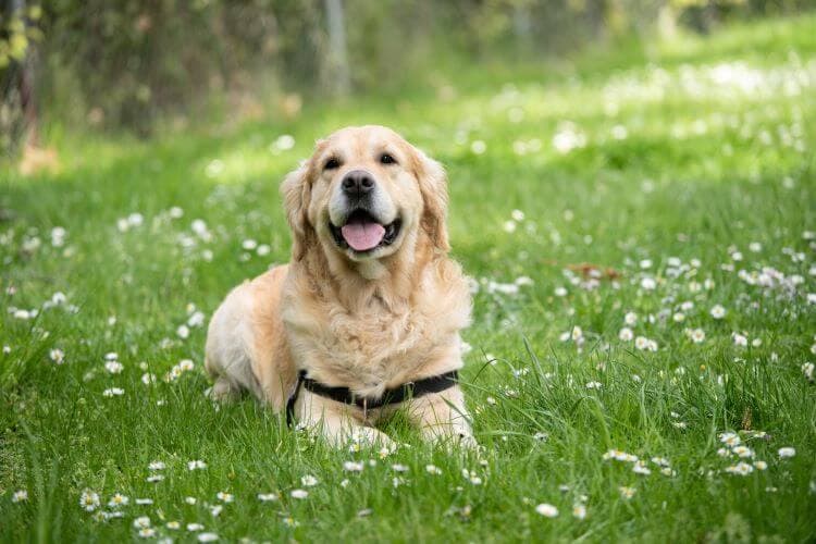 Meditation with a Pet