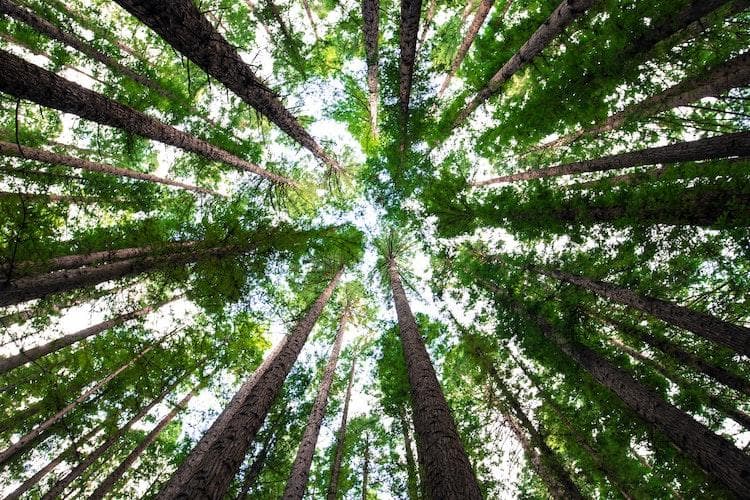How Mindfulness Can Change the World