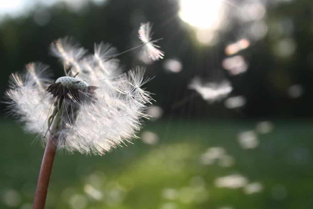 a dandelion