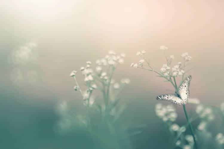 Flowers and a butterfly